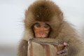 Japan 3249 Snow Monkeys