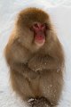 Japan 3261 Snow Monkeys