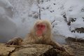 Japan 3323 Snow Monkeys