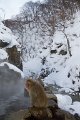 Japan 3416 Snow Monkeys