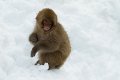 Japan 3650 Snow Monkeys