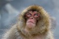 Japan 3691 Snow Monkeys