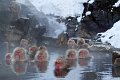 Japan 3694 Snow Monkeys