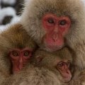 Japan 3869 Snow Monkeys