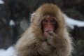 Japan 3880 Snow Monkeys