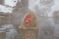 Japan 4030 Snow Monkeys