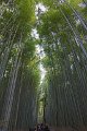 Japan3500_Bamboo path Kyoto