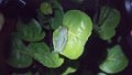 5223_Redeyed Leaf Frog