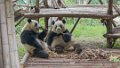 4972 Chengdu Pandacentrum