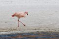 1925 Altiplano Flamingos Laguna Canapa