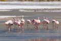 1926 Altiplano Flamingos Laguna Canapa