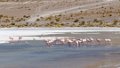 1947 Altiplano Flamingos Laguna Canapa