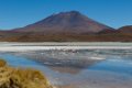 1989 Altiplano  Flamiingos laguna Canapa