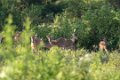 5276 Udawalawe NP Spotted deer