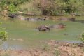 5359 Udawalawe NP Waterbuffels