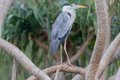 4336 Negombo Blauwe reiger