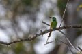 4750 Minneriya NP Kleine Groene Bijeneter