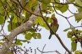 4766 Polonnaruwa Bruinkopbaardvogel