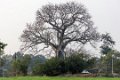 2224 Mandu Baobab