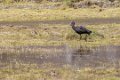 6449 Cordillera Blanca Zwarte Ibis