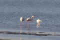 2319 Mandvi Flamingos