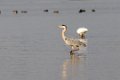 2578 Little Ran of Kutch Blauwe Reiger