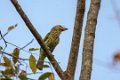 3524 Khao Yai NP Gestreepte Baardvogel