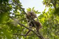 3560 Khao Yai NP Gibbon