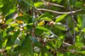 3577 Khao Yai NP Blauwvleugelbladvogel