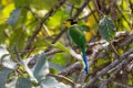 3592 Khao Yai NP Papagaaibreedbek