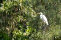 3632 Phuket Grote Ziverreiger