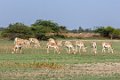 8516 Bajana safari_