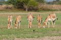 8518 Bajana safari Wilde Ezel