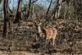 8871 Sassan Gir Chital