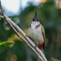 9283 Mount Abu Roodbuikbuulbuul