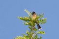 9301 Mount Abu Roodbuikbuulbuul