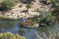 9323 Mount Abu Meertje