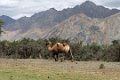 1519 Nubra vallei Zandduinen en kamelen