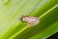 3091 Andasibe NP Boophis tasymena