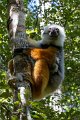 3242 Andasibe NP Diadem Sifaka