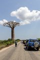 0172 Allee des Baobab Bomen