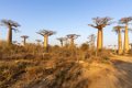 0180 Allee des Baobab Zonsondergang