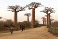 0204 Allee des Baobab Zonsondergang