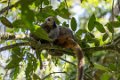 0473 Ramonafana NP Bruine Lemur