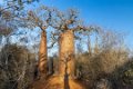 1092 Ifaty Baobab