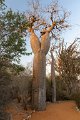 1100 Ifaty Baobab