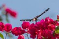 3478 Ifaty Madagaskar reuze zwaluwstaartvlinder