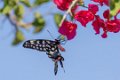 Ifaty Madagaskar reuze zwaluwstaartvlinder