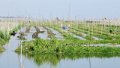 0340_Inle Drijvende tuinen