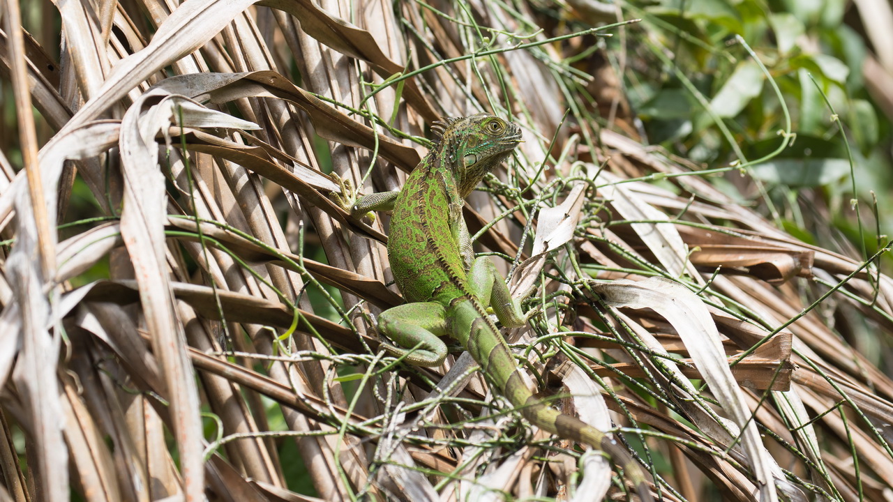 0341_Groene Leguaan.jpg